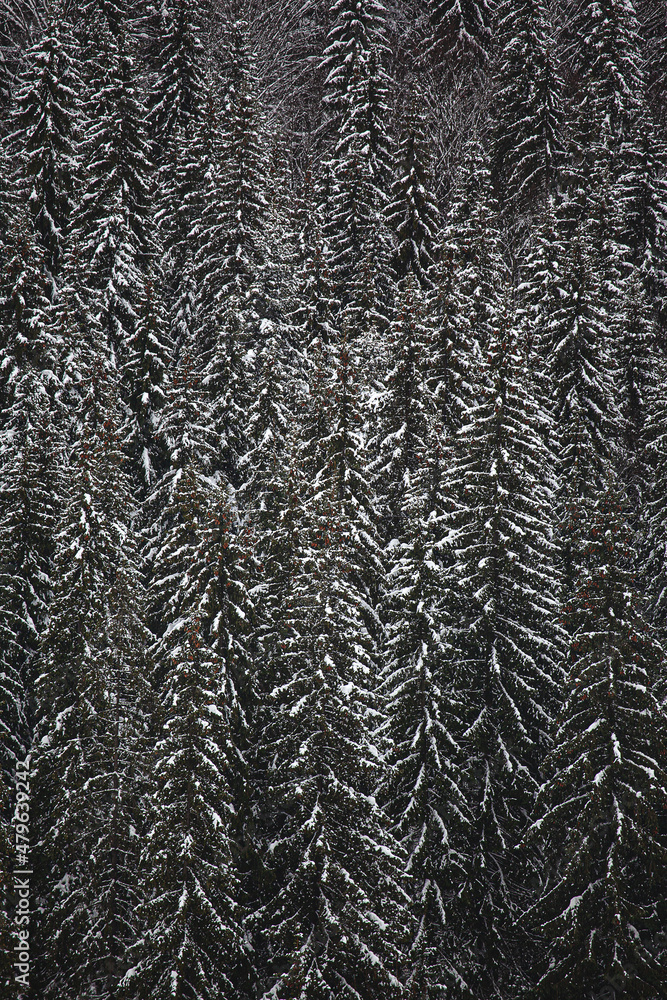 Pine trees covered with snow on the mountain slopes. Conifers in winter. Winter landscape. Pine trees covered with snow on the mountain slopes. Conifers in winter. Winter landscape.