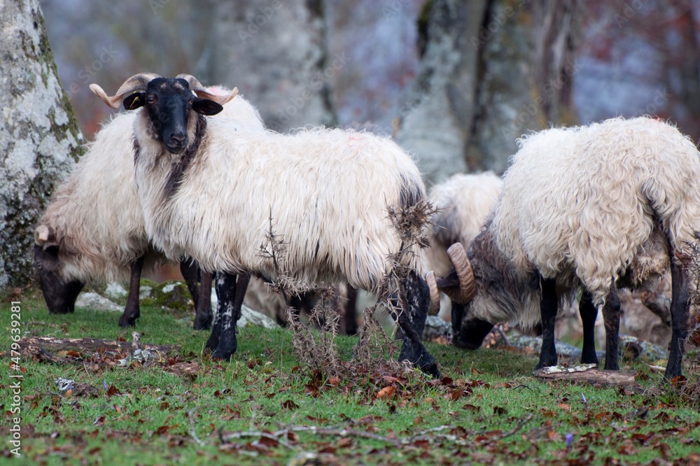 Sheep cattle on a meadow . White sheep, black face and legs. Navarra, Spain Sheep cattle on a meadow . White sheep, black face and legs. Navarra, Spain