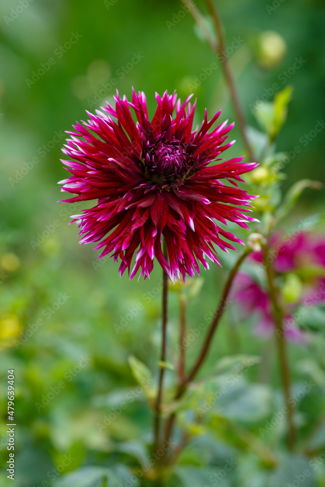 Georgina, also dahlia ( lat. Dahlia ), is a genus of perennial herbaceous plants. Autumn large brightly colored flowers in garden Georgina, also dahlia ( lat. Dahlia ), is a genus of perennial herbaceous plants. Autumn large brightly colored flowers in garden