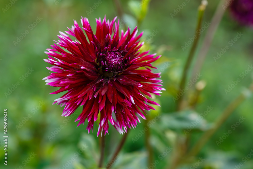Georgina, also dahlia ( lat. Dahlia ), is a genus of perennial herbaceous plants. Autumn large brightly colored flowers in garden. Georgina, also dahlia ( lat. Dahlia ), is a genus of perennial herbaceous plants. Autumn large brightly colored flowers in garden.