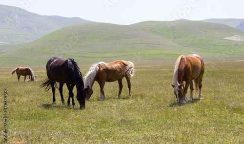 caballos pastando en la pradera