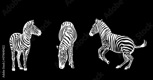 Vector collection of zebra on black  graphical elements of  zebra