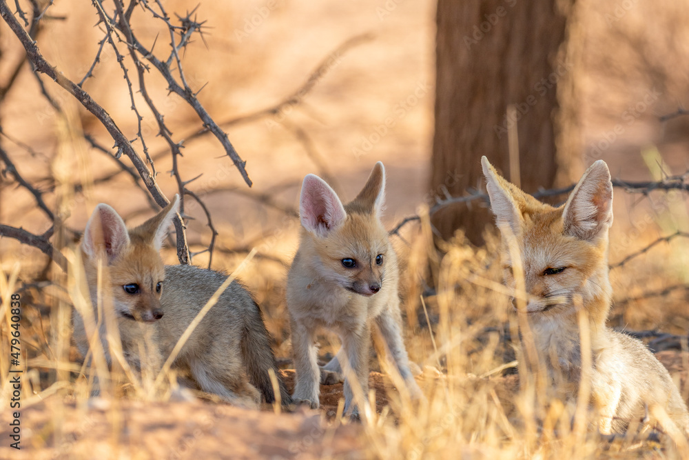 Cape Fox Pup in the Kgalagadi Cape Fox Pup in the Kgalagadi