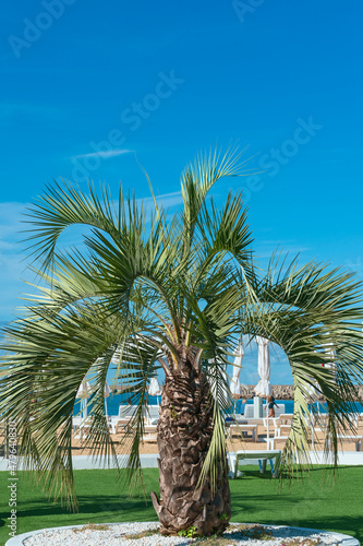 a young palm tree with wide leaves on the sunny morning embankment of the Russian resort town of Sochi