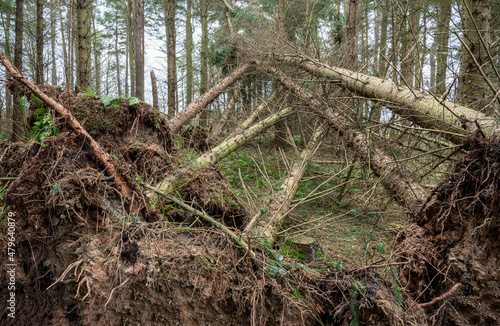 Storm Damage Fallen Trees in woodland in South East Scotland photo