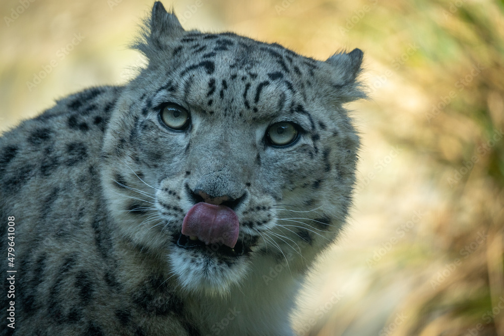 Naklejka premium Schneeleopard Kölner Zoo