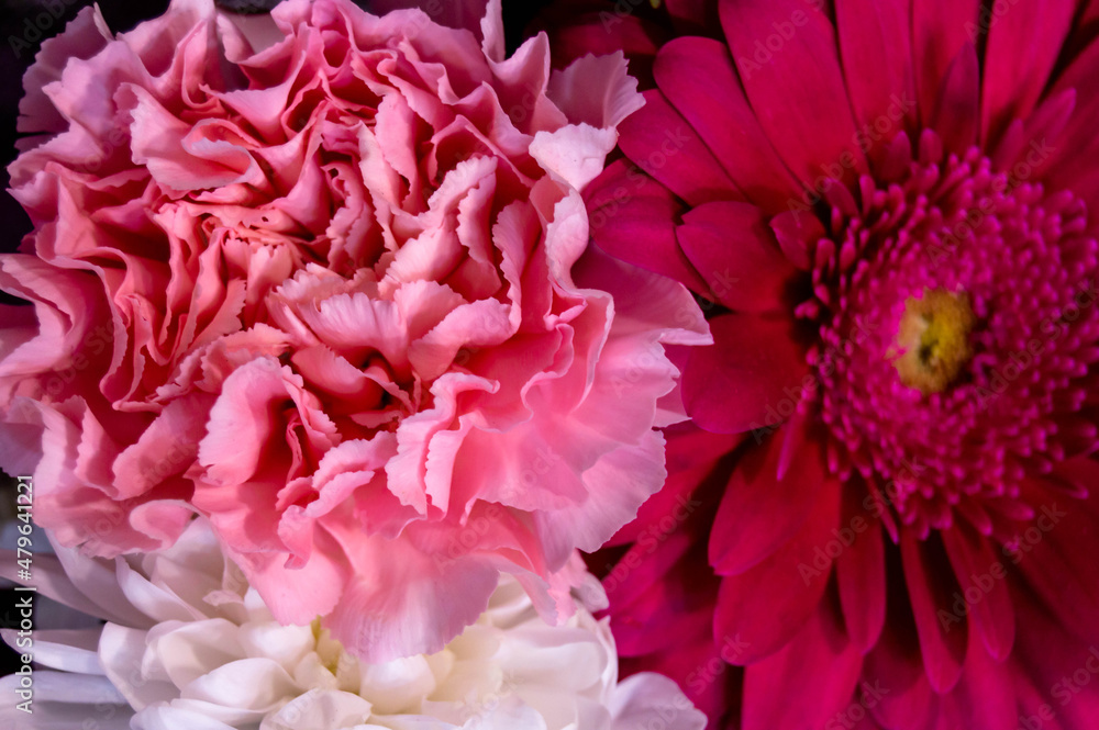Fototapeta premium Pink carnation and pink aster flower, on dark background. Flowers, love, valentines day
