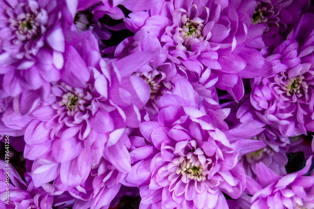 purple flowers bouquet on a dark background. Love, valentines day purple flowers bouquet on a dark background. Love, valentines day
