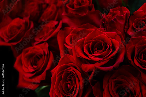 Close-up of dark red roses on a dark blurred background. Love, Valentine's Day