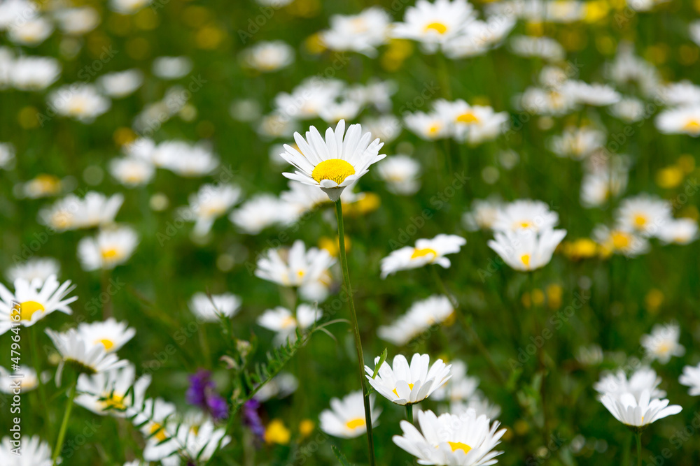 Selective focus view of daisy standing higher than the rest of the surrounding flowers during summertime Selective focus view of daisy standing higher than the rest of the surrounding flowers during summertime