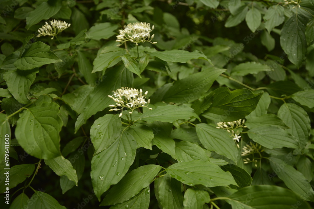 Ninebark trees in the spring .Flowering ninebark shrub close up. Ninebark trees in the spring .Flowering ninebark shrub close up.