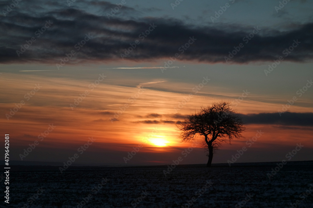 Lonely tree against the backdrop of a red sky at sunset in Eastern Europe.