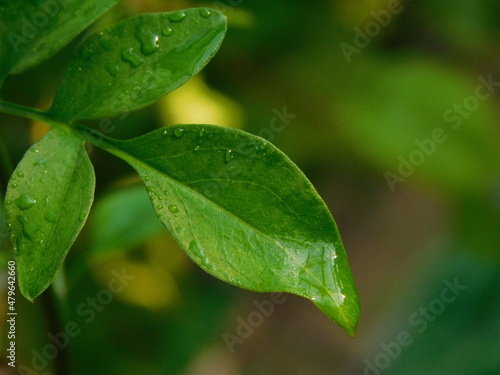Green lemon tree leaves with rain drops.