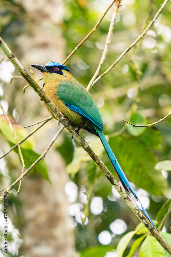 Fototapeta premium Amazonian Motmot