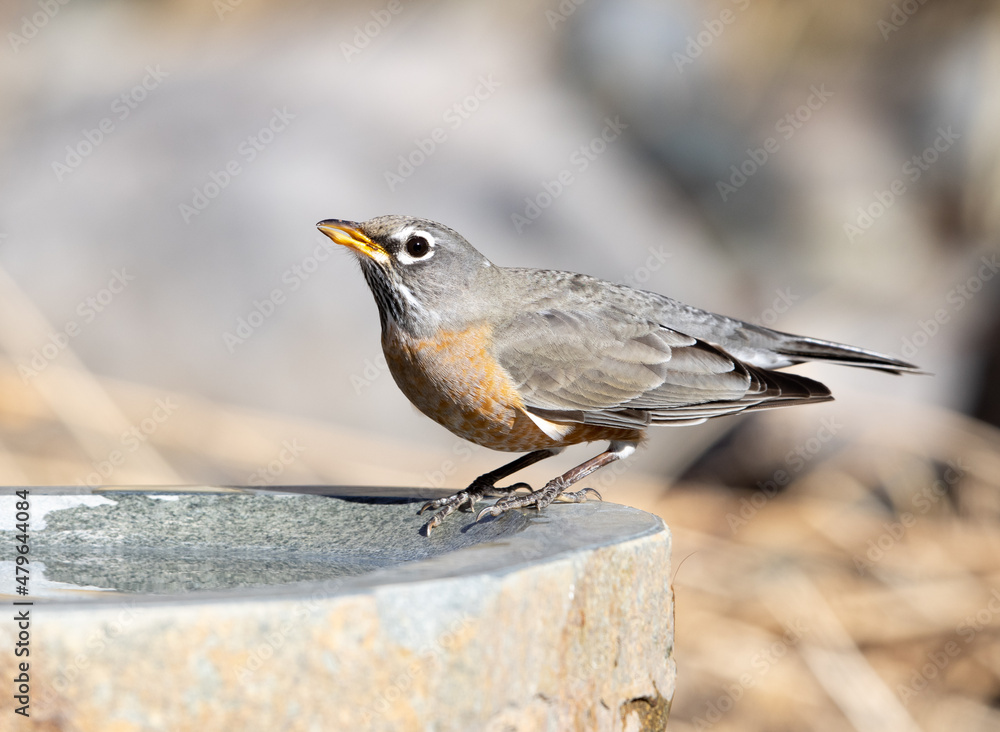 robin