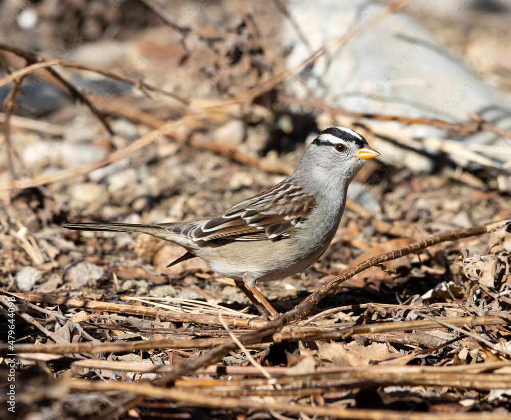 sparrow, white crowned sparrow, bird sparrow, white crowned sparrow, bird