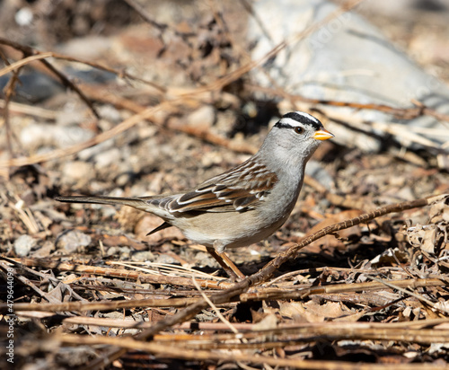 sparrow, white crowned sparrow, bird © Northern Desert 