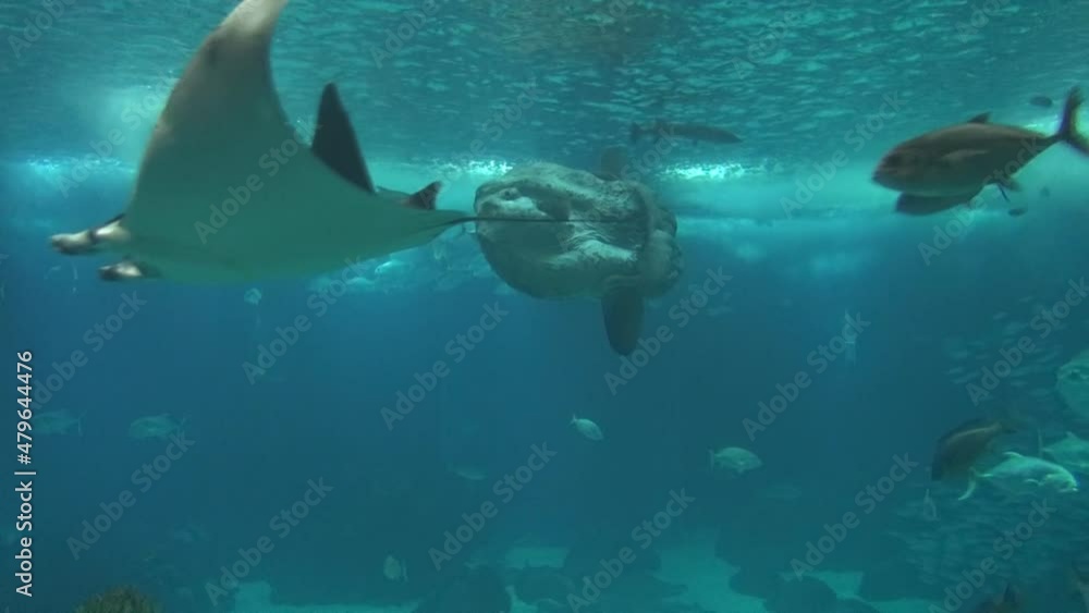 Moon fish, stingrays, schools of fish, aquarium, scuba diving, snorkeling, free diving, variety of underwater life, underwater travel, strange inhabitants of the sea and oceans Moon fish, stingrays, schools of fish, aquarium, scuba diving, snorkeling, free diving, variety of underwater life, underwater travel, strange inhabitants of the sea and oceans