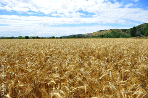 un campo de trigo en españa