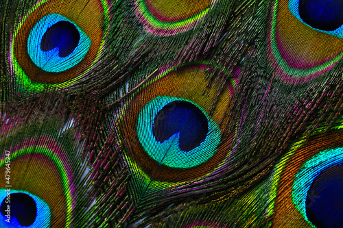 Canvas Print Beautiful bright peacock feathers as background, closeup