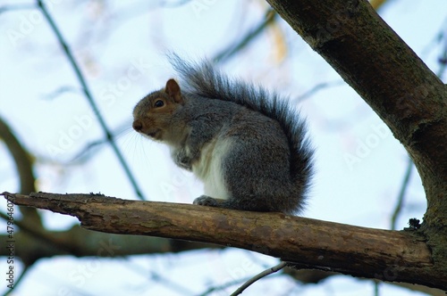 Cheeky squirrel © Ryan