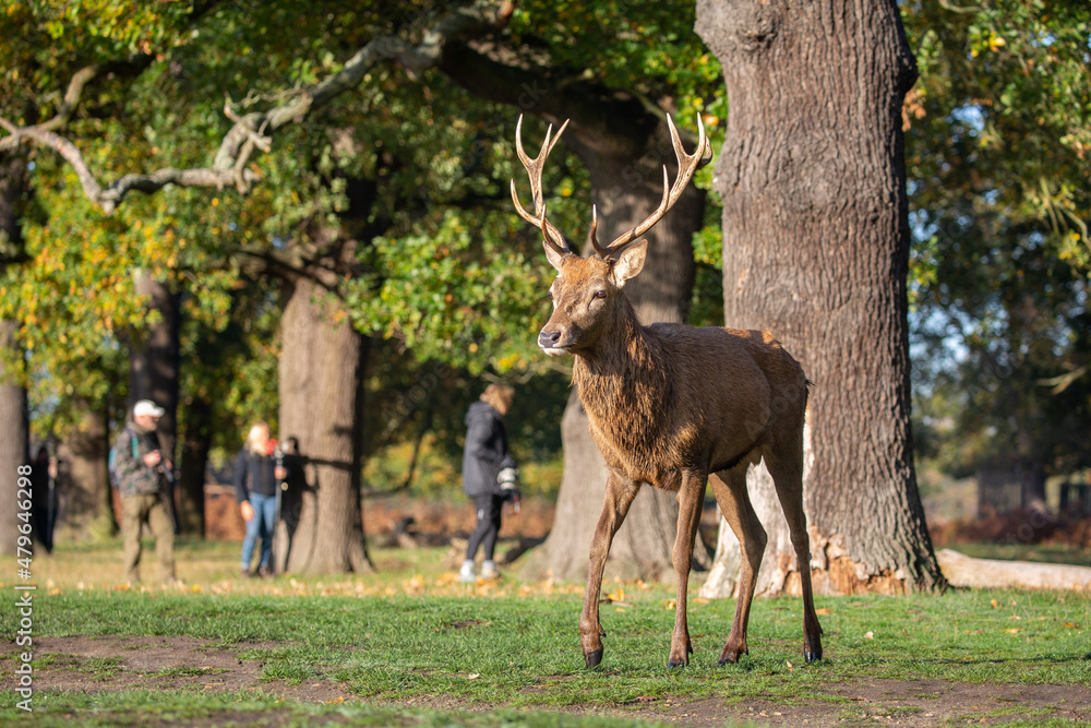 Obraz premium Red deer stag with wildlife photographers behind trees