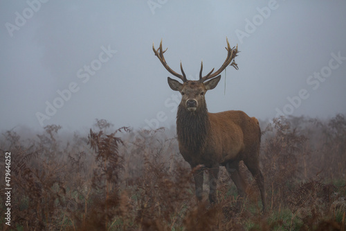 Red deer stag in the fog on a misty morning, moss hanging from his antlers © Tom
