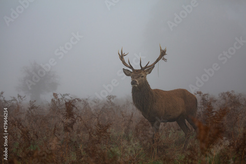 Red deer stag in the fog on a misty morning, moss hanging from his antlers