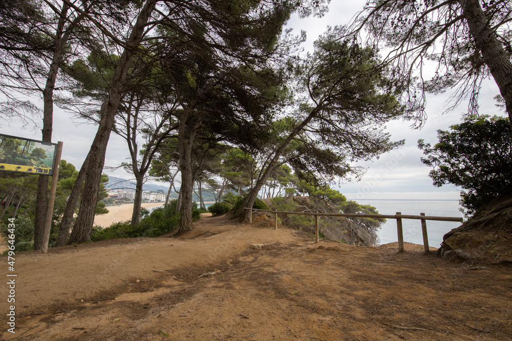 Pine trees above the sea. Seascape on a cloudy day with pine trees and rock.