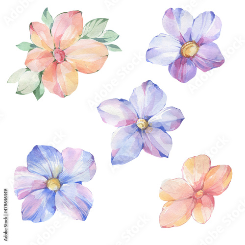 Botanical set of watercolor flowers. Drawn flowers isolated on white background. Delicate flower isolates.