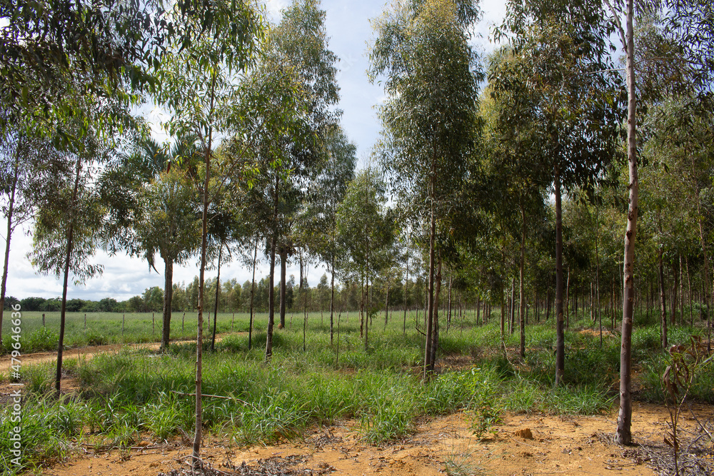 Obraz premium eucalyptus field with large green pasture in the background