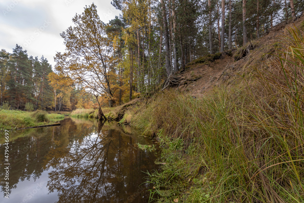 Autumn landscape with a small forest river. Cloudy weather in the forest Idyllic autumn landscape. Clean nature, ecology, seasons, environmental protection. Atmospheric and peaceful landscape Autumn landscape with a small forest river. Cloudy weather in the forest Idyllic autumn landscape. Clean nature, ecology, seasons, environmental protection. Atmospheric and peaceful landscape
