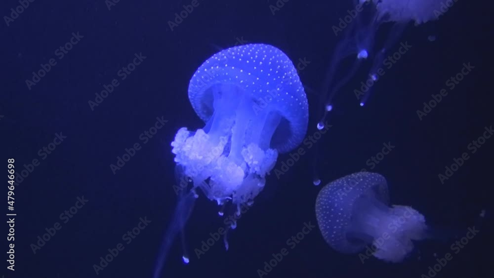 Movement in the water of bright jellyfish, jellyfish glow in the water, jellyfish in ultraviolet, jellyfish move in the water column, scuba diving, snorkeling, aquarium, fish glow, a variety of underw Movement in the water of bright jellyfish, jellyfish glow in the water, jellyfish in ultraviolet, jellyfish move in the water column, scuba diving, snorkeling, aquarium, fish glow, a variety of underw