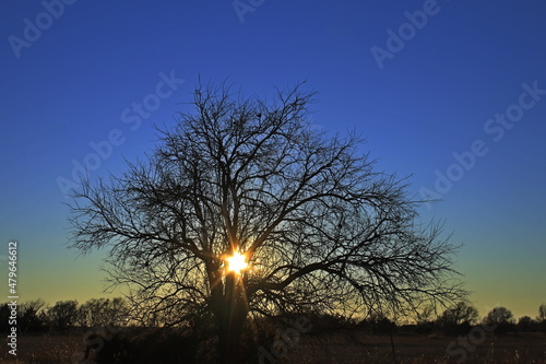 tree at sunset with a colorful sky north of Hutchinson Kansas USA out in the country. photo