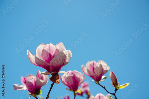 Spring background pink flowers of magnolia on blue sky backdrop