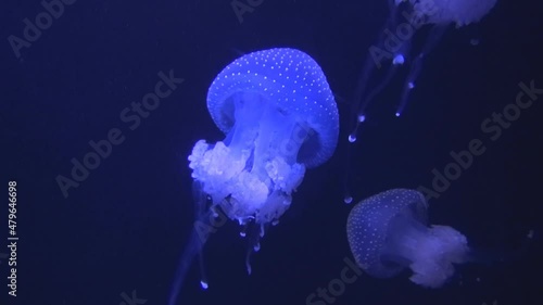 Movement in the water of bright jellyfish, jellyfish glow in the water, jellyfish in ultraviolet, jellyfish move in the water column, scuba diving, snorkeling, aquarium, fish glow, a variety of underw