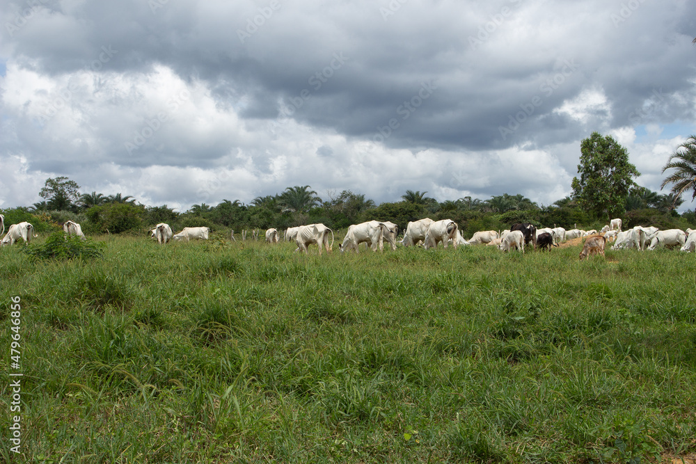 Obraz premium .oxen and cows grazing in a green pasture on a cloudy day