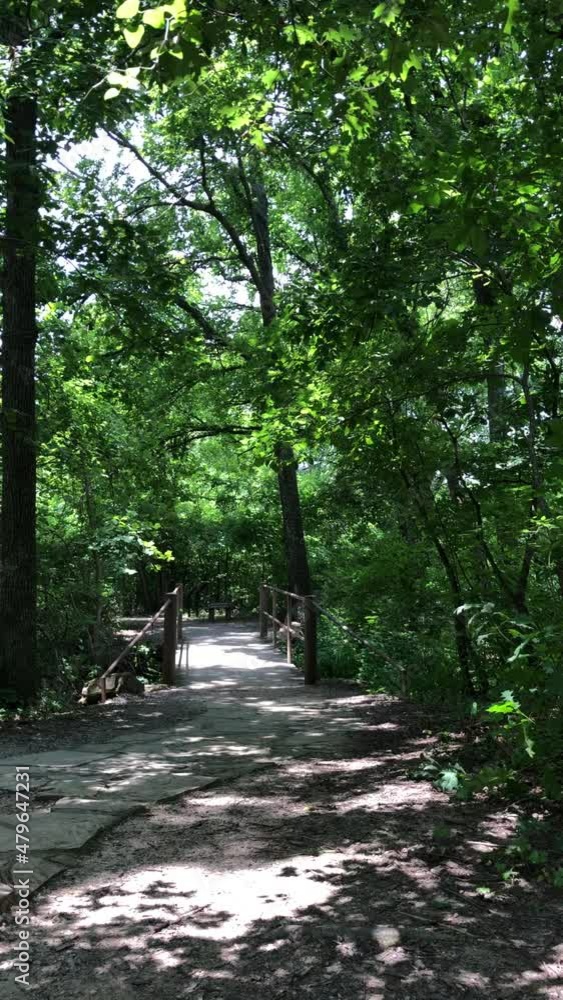 Forest view with a small bridge, steady vertical clip Forest view with a small bridge, steady vertical clip