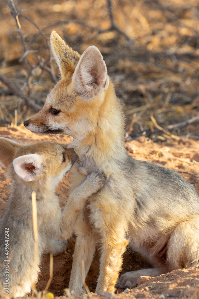 Fototapeta premium Cape Fox with pup in the Kgalagadi