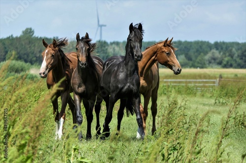 Black and brown horses