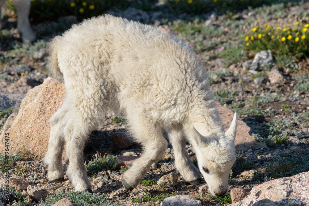 Obraz premium Wild Mountain Goats of the Colorado Rocky Mountains