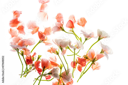 pelargonium flowers on the white