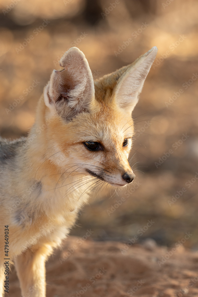 Cape Fox in the Kgalagadi Cape Fox in the Kgalagadi