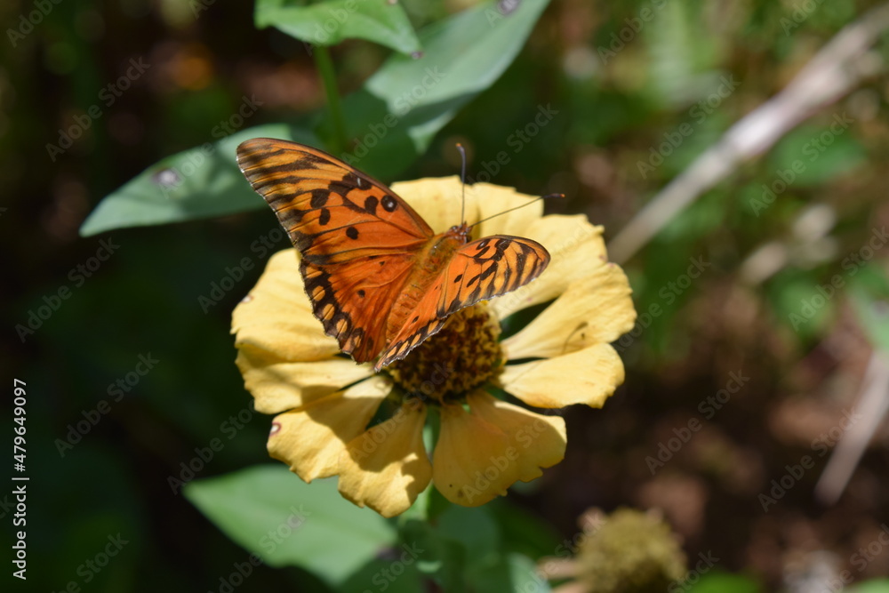 Nature Nature