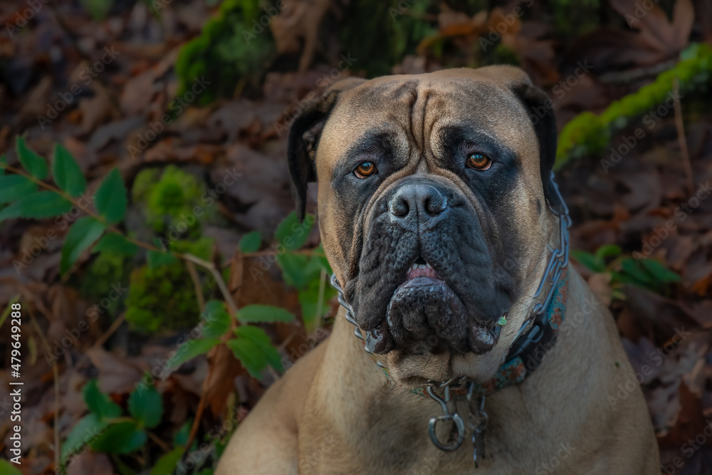 2022-01-10 A LARGE BULLMASTIFF RESTING IN THE WOODS WITH STUNNING EYES AND A BLURRY BACKGROUND