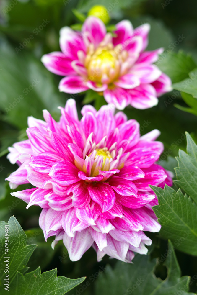 Red lovely dahlia in the summer garden. Gardening, landscaping, perennial flowers. Dahlia lovely big flowers. Flower closeup. Beautiful red chrysanthemum flowers. copy space. Summer blossom Red lovely dahlia in the summer garden. Gardening, landscaping, perennial flowers. Dahlia lovely big flowers. Flower closeup. Beautiful red chrysanthemum flowers. copy space. Summer blossom