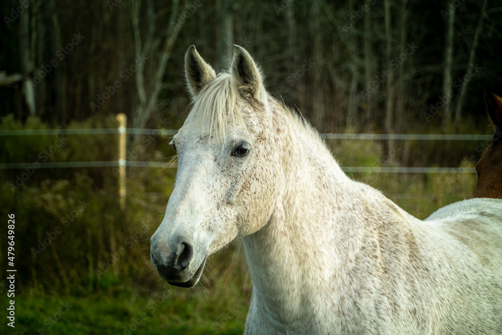 Horses In The Field Horses In The Field