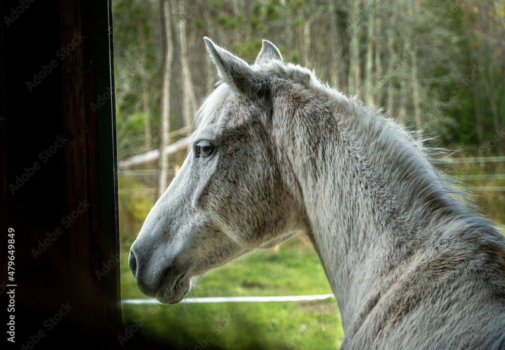 Obraz premium Horses In The Field