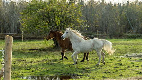 Horses In The Field