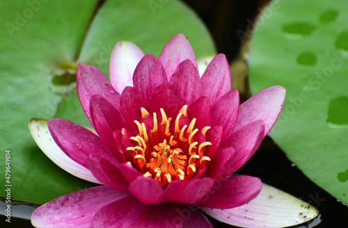 Rose lilies in the pond